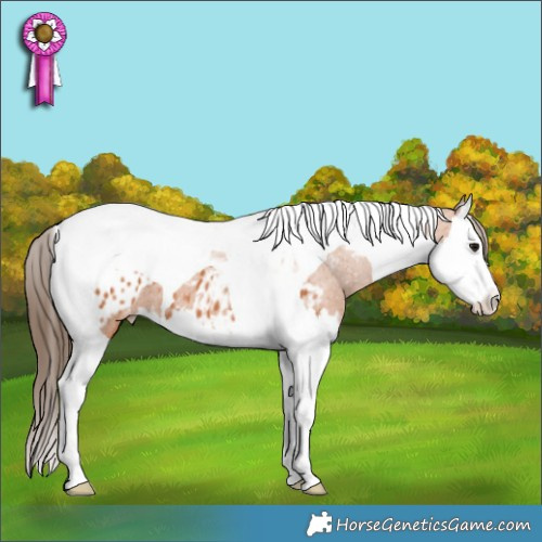 Horse Color:Bay Splash Tobiano Appaloosa 