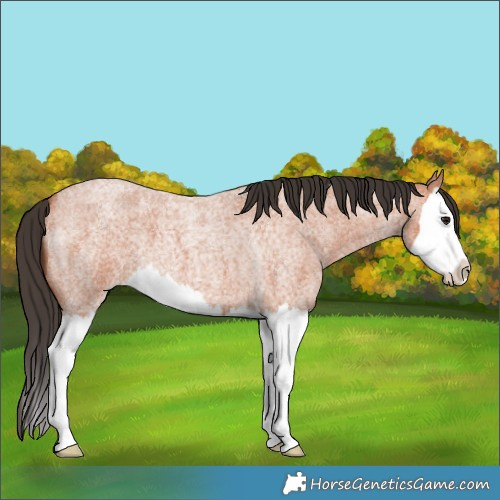 Horse Color:Bay Roan Splash 