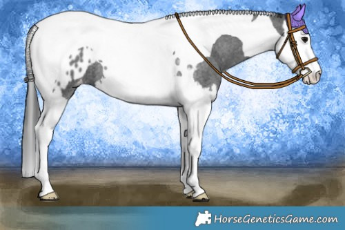 Horse Color:Blue Roan Splash Tobiano Appaloosa 