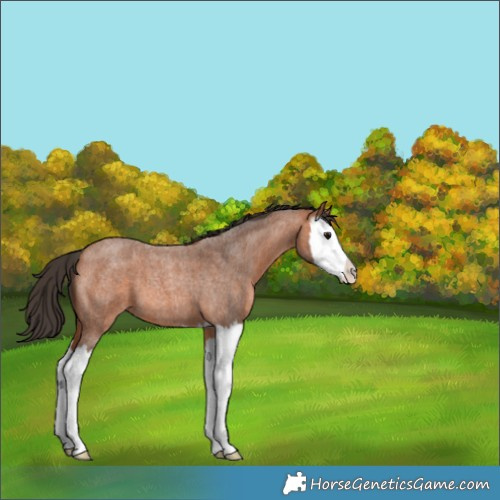 Horse Color:Bay Roan Splash 