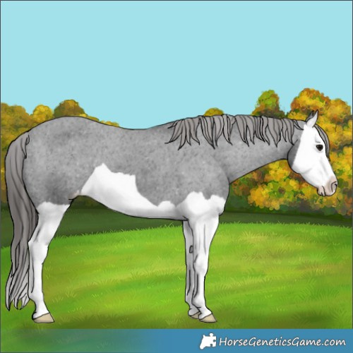 Horse Color:Black Splash Appaloosa 