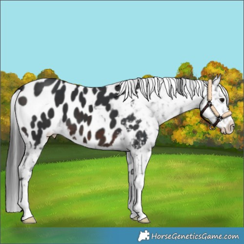 Horse Color:Brown Near Leopard 