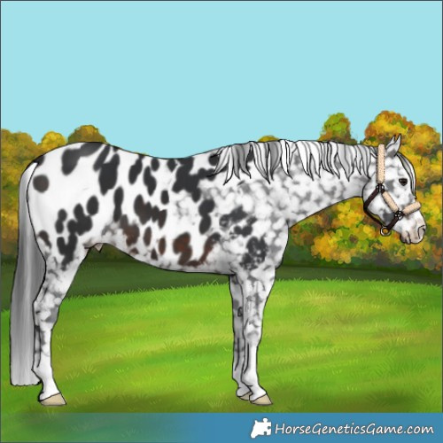 Horse Color:Brown Appaloosa 