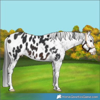 Horse Color:Brown Near Leopard