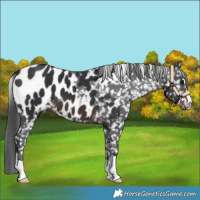 Horse Color:Brown Appaloosa 