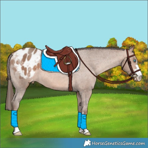 Horse Color:Sable Champagne Appaloosa 