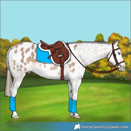 Horse Color:Amber Champagne Splash Appaloosa 