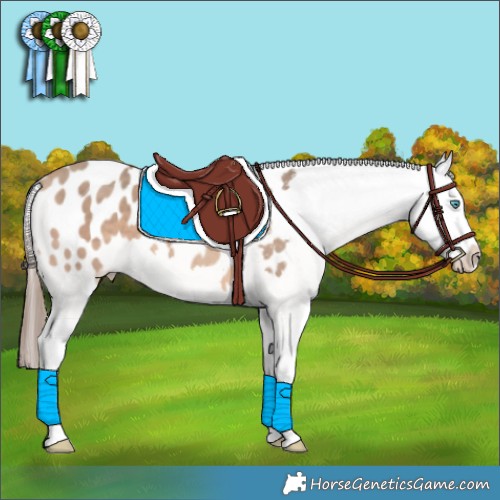 Horse Color:Amber Champagne Splash Appaloosa 