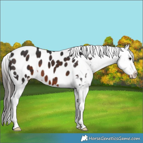 Horse Color:Brown Appaloosa 
