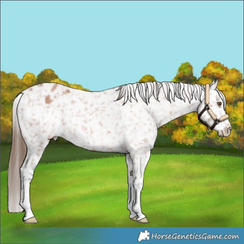 Horse Color:Bay Roan Appaloosa