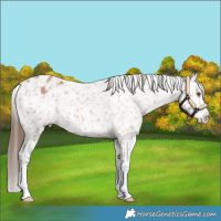 Horse Color:Bay Roan Appaloosa 
