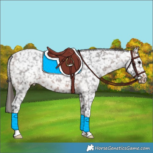 Horse Color:Bay Roan Appaloosa 