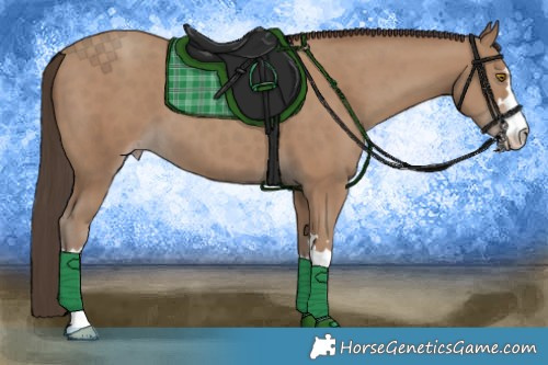 Horse Color:Classic Champagne 