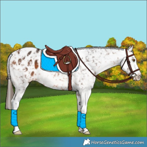 Horse Color:Bay Sabino Appaloosa 