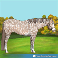 Horse Color:Sable Champagne Snowflake Varnish