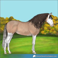 Horse Color:Amber Champagne Splash 