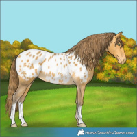 Horse Color:Amber Cream Champagne Appaloosa 