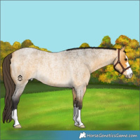 Horse Color:Buckskin Roan Rabicano 