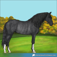 Horse Color:Black Rabicano 