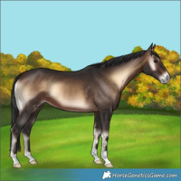 Horse Color:Brown Onyx