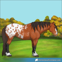 Horse Color:Bay Appaloosa