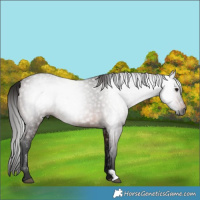 Horse Color:Gray Bay Rabicano