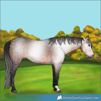 Horse Color:Gray Bay Rabicano 