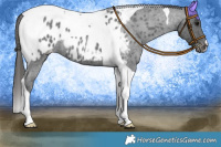 Horse Color:Blue Roan Tobiano Appaloosa 