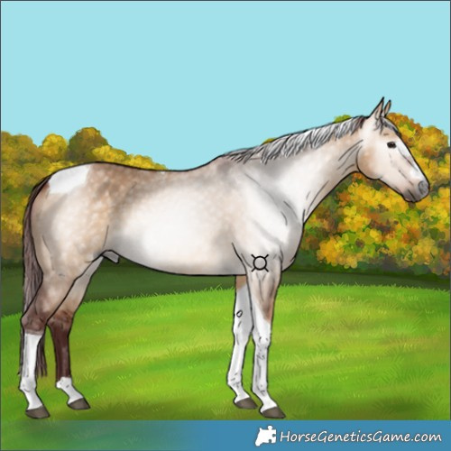 Horse Color:Gray Chocolate Bay Dun Tobiano 