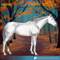 Horse Color:Gray Bay Dun Tobiano 