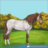 Horse Color:Liver Red Roan 