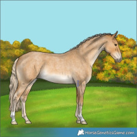 Horse Color:Palomino Roan 