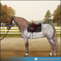 Horse Color:Liver Red Roan 