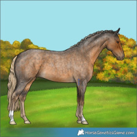 Horse Color:Chocolate Palomino Roan 