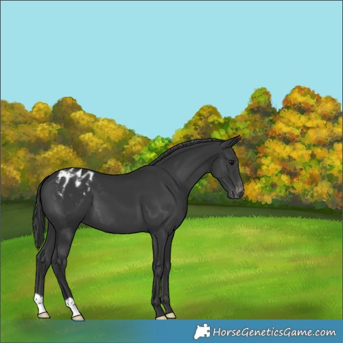 Horse Color:Unknown 