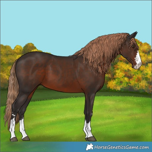 Horse Color:Liver Chestnut 
