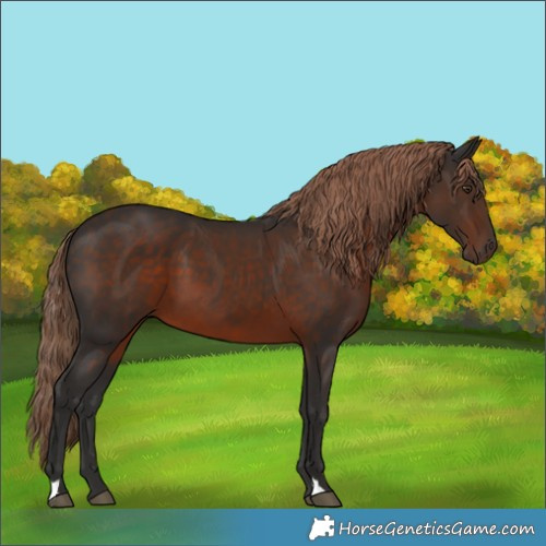 Horse Color:Liver Chestnut 