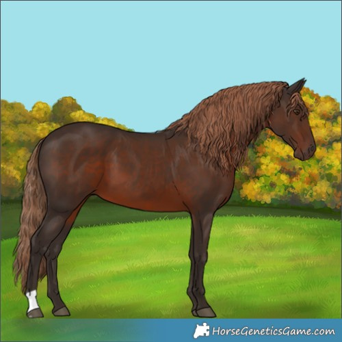 Horse Color:Liver Chestnut 