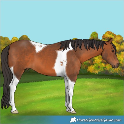 Horse Color:Bay Tobiano 