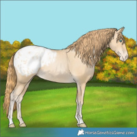 Horse Color:Smoky Black Pearl Appaloosa 