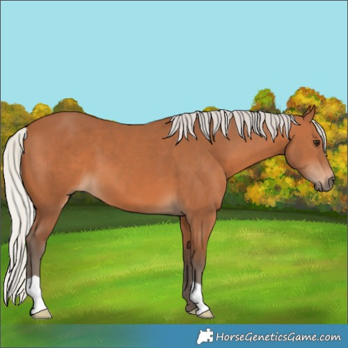 Horse Color:Silver Bay 
