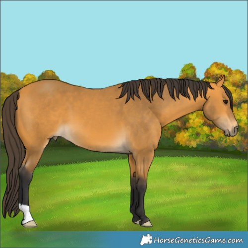 Horse Color:Buckskin 