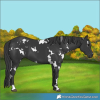 Horse Color:White Spotted Black 