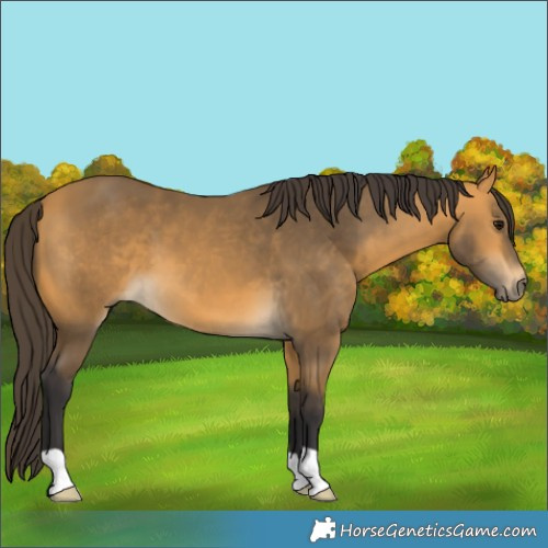 Horse Color:Buckskin 