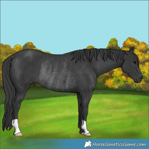 Horse Color:Black Rabicano 