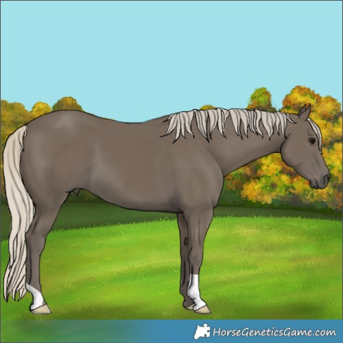Horse Color:Silver Smoky Black 