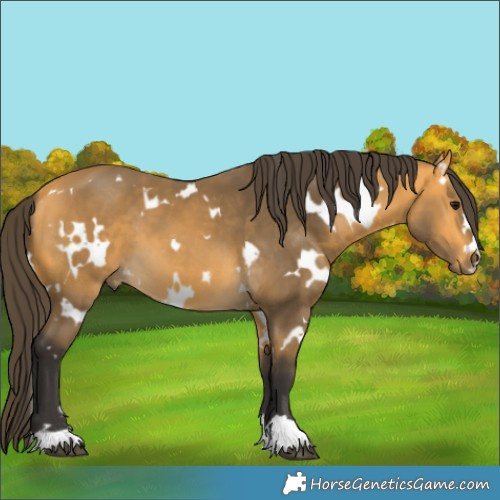 Horse Color:White Spotted Buckskin 