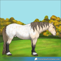 Horse Color:Buckskin Roan Appaloosa
