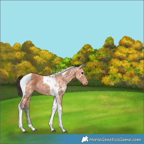 Horse Color:Bay Ice Tobiano 