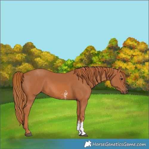 Horse Color:Chestnut Sabino 